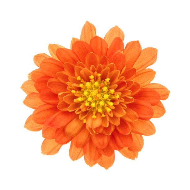 chrysanthème. mise au point profonde. - flower single flower orange gerbera daisy photos et images de collection