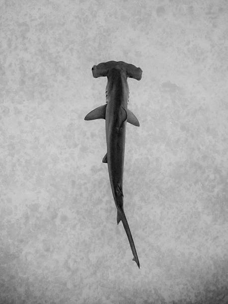 Sand tiger shark swimming through deep blue water, showing teeth and powerful body