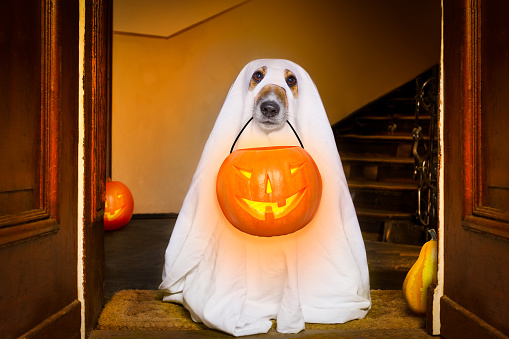 truco o trato de perro fantasma de Halloween photo