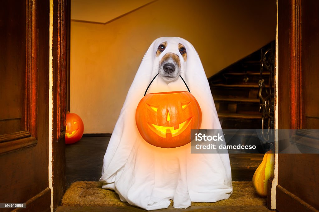 halloween  ghost  dog trick or treat dog sit as a ghost for halloween in front of the door  at home entrance with pumpkin lantern or  light , scary and spooky Halloween Stock Photo