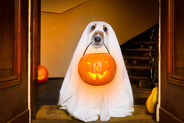 halloween  ghost  dog trick or treat dog sit as a ghost for halloween in front of the door  at home entrance with pumpkin lantern or  light , scary and spooky lantern photos stock pictures, royalty-free photos & images