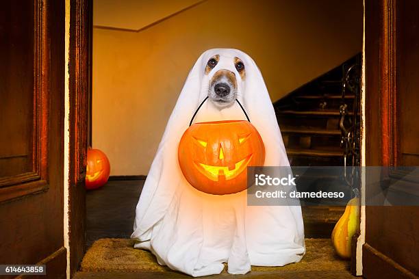 Halloween Ghost Dog Trick Or Treat Stock Photo - Download Image Now - Halloween, Dog, Costume