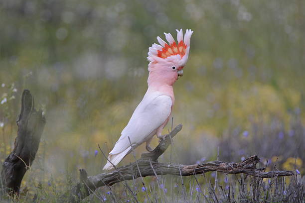 istock Major Mitchell's cockatoo perching between feeding on grass seeds 614643862