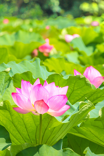 The Lotus Flower.Background is the lotus leaf and lotus flower and lotus bud and tree.