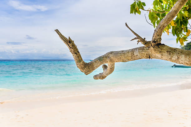 istock Beautiful landscape sky and blue sea under green tree 614645476