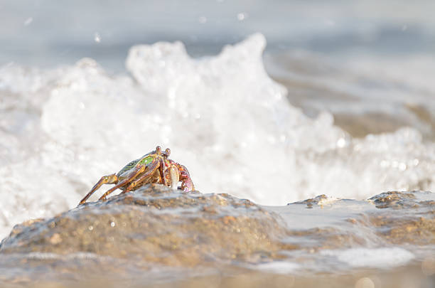 istock The beautiful crab on the beach 614647036