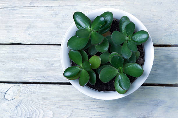 istock potted plant standing on a wooden surface 614647636