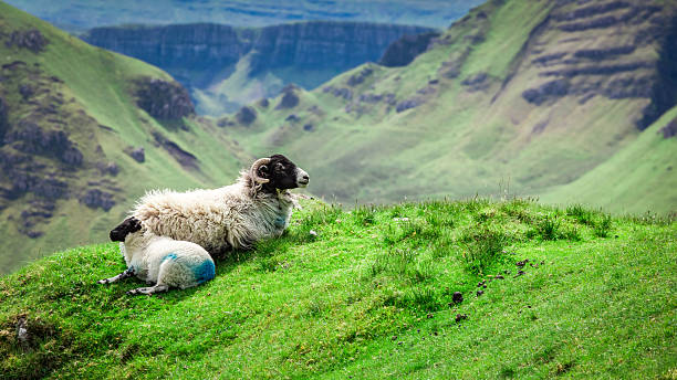 vue sur les moutons à quiraing, île de skye, écosse - quiraing needle photos et images de collection