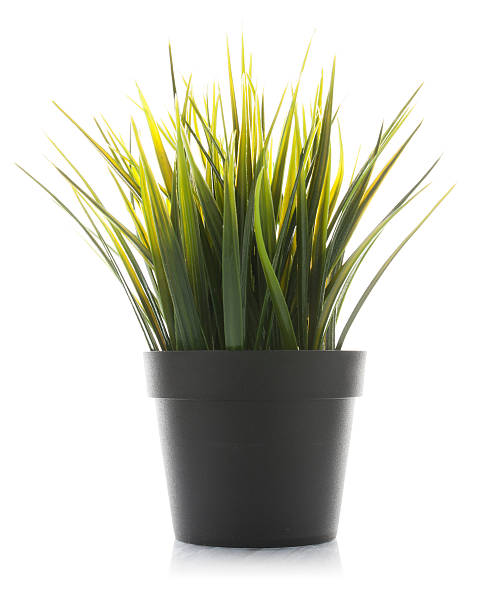 istock Decorative grass in flowerpot isolated 614650872
