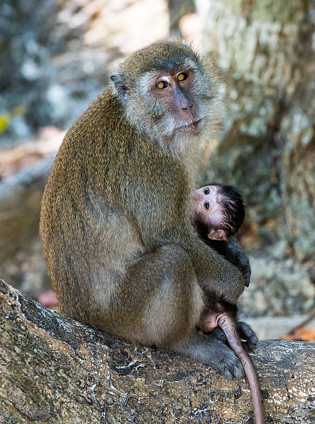 istock mother monkey holding her baby cub 614650888