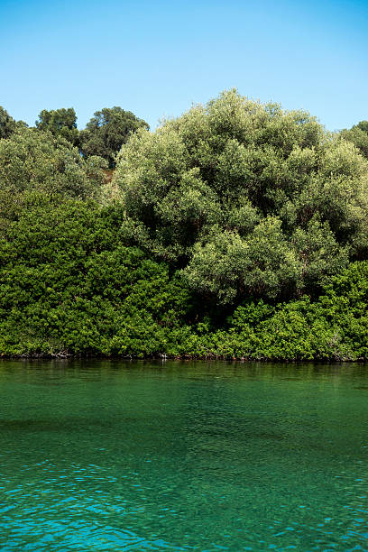 istock Sea and forest in Greece 614650954