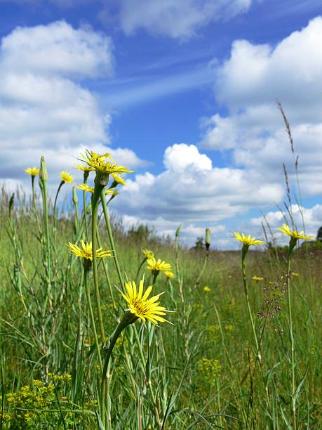 istock yellow dandelions on green meadow 1 614650974