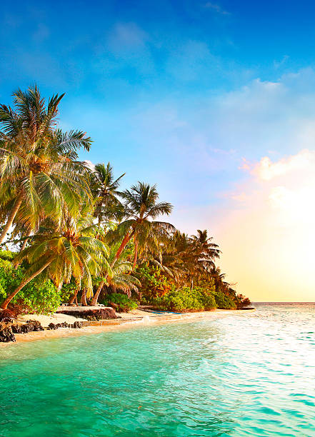 istock Beach and palms on the island in the Maldives 614651434