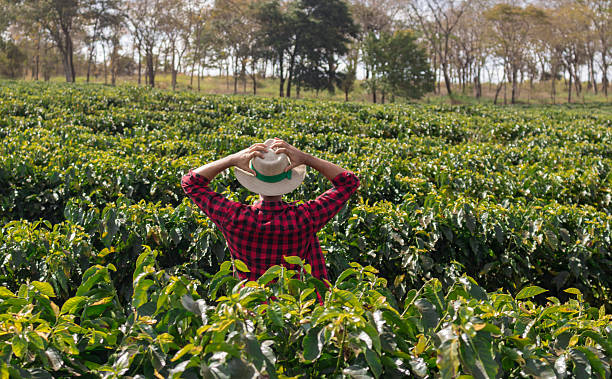 istock Farmer with hat looking the coffee plantation field 614701880