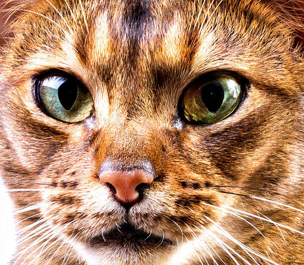 istock Close-up of abyssinian cat's face on white 614702006