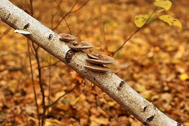 Polypores mushrooms on the trunk Birch, autumn