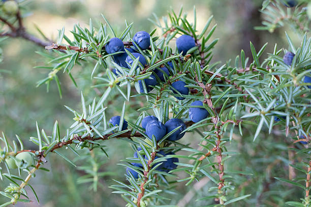 istock Twig of common juniper with berries 614702950