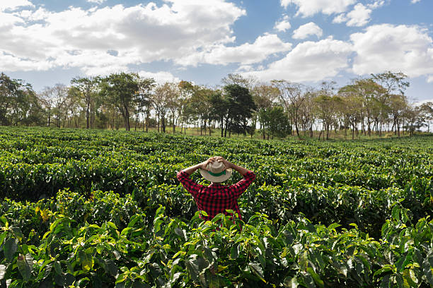 istock Farmer with hat looking the coffee plantation field 614703118