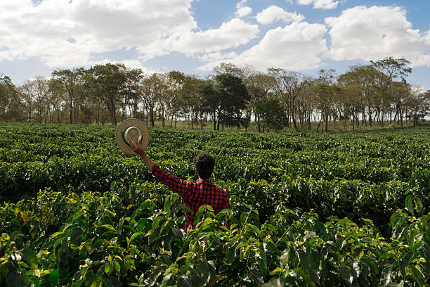 istock Farmer with hat looking the coffee plantation field 614703964