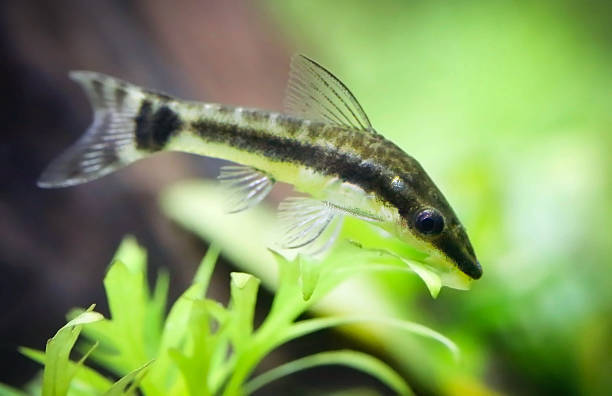 istock Otocinclus in planted aquarium 614704630