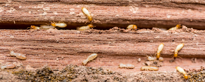 la tabla de madera grunge se comía por grupo de termitas photo