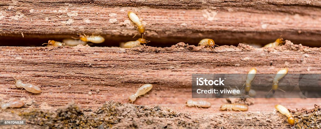 the  grunge wood board was eating by group of termites Old and grunge wood board was eating by group of termitesOld and grunge wood board was eating by group of termites Termite Stock Photo