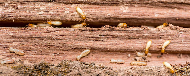 the  grunge wood board was eating by group of termites Old and grunge wood board was eating by group of termitesOld and grunge wood board was eating by group of termites termite photos stock pictures, royalty-free photos & images