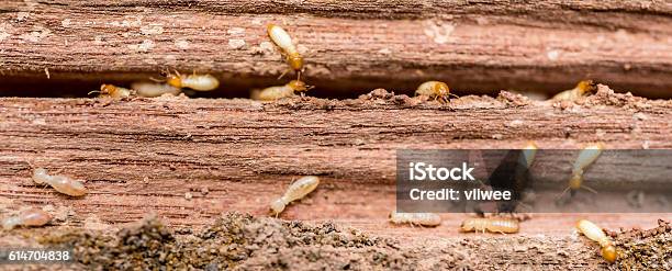 The Grunge Wood Board Was Eating By Group Of Termites Stock Photo - Download Image Now