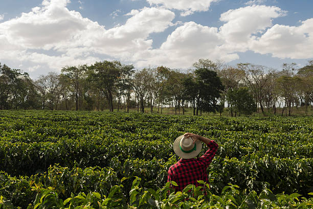 istock Farmer with hat looking the coffee plantation field 614704844