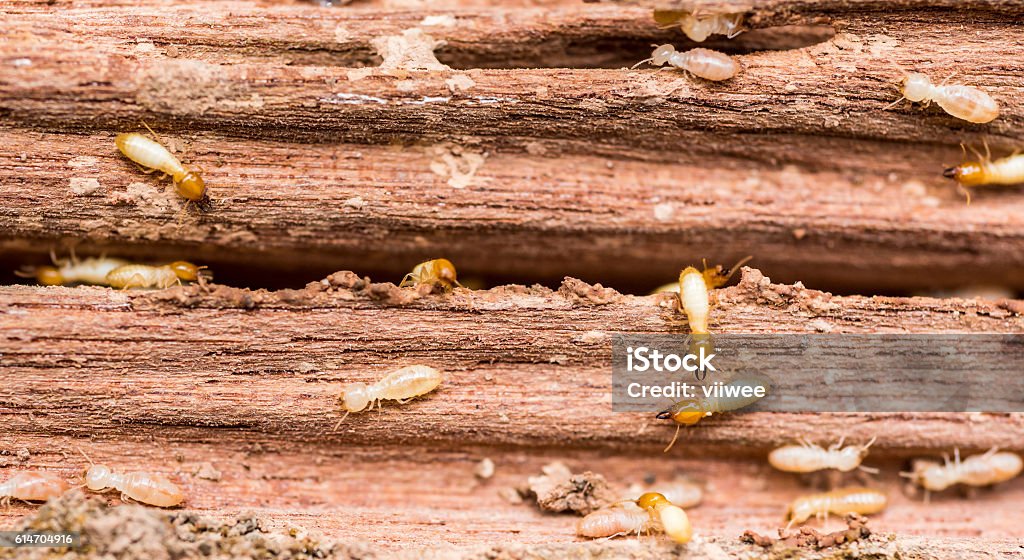 The Grunge Wood Board Was Eating By Group Of Termites Stock Photo -  Download Image Now - iStock
