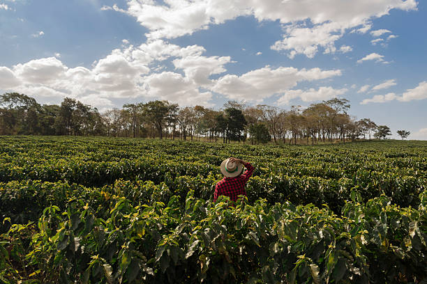 istock Farmer with hat looking the coffee plantation field 614705220