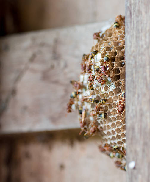 istock Group of wasp covering on their nest 614705362