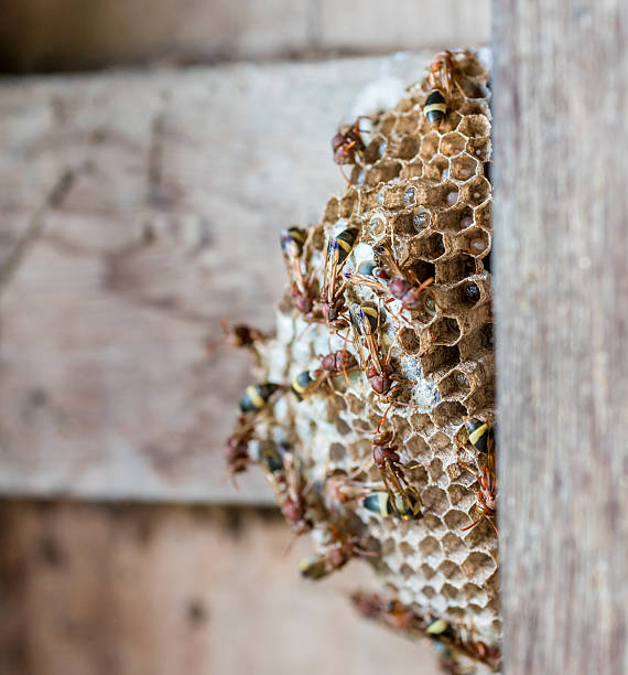 istock Group of wasp covering on their nest 614705426