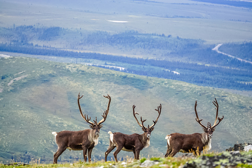 Three Caribou with huge antlers atop a mountain looking curiously in my direction.