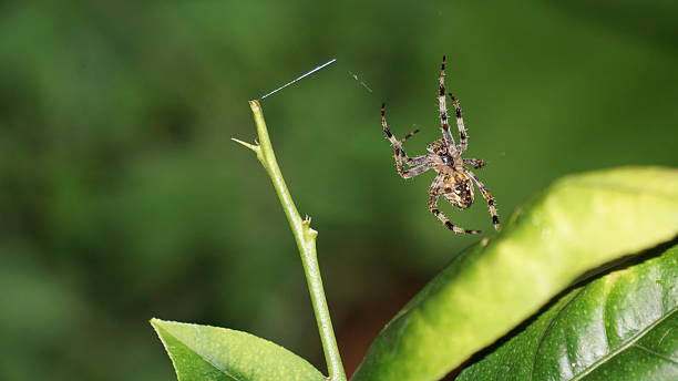 Garden Spider (Araneus Diadematus) stock photo