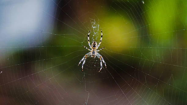 Garden Spider (Araneus Diadematus) stock photo