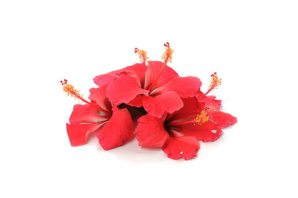 istock Hibiscus flower isolated on white background 614706614