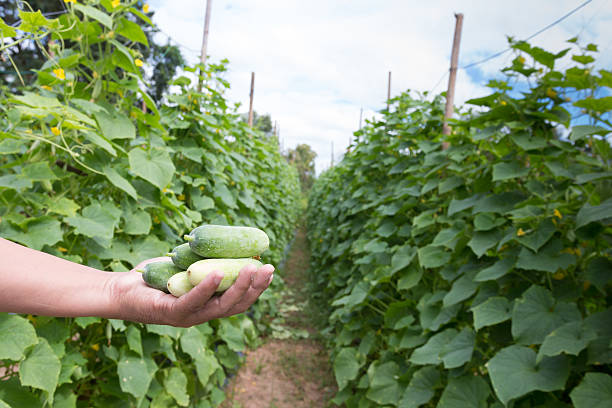 istock growing cucumbers in the garden 614707116