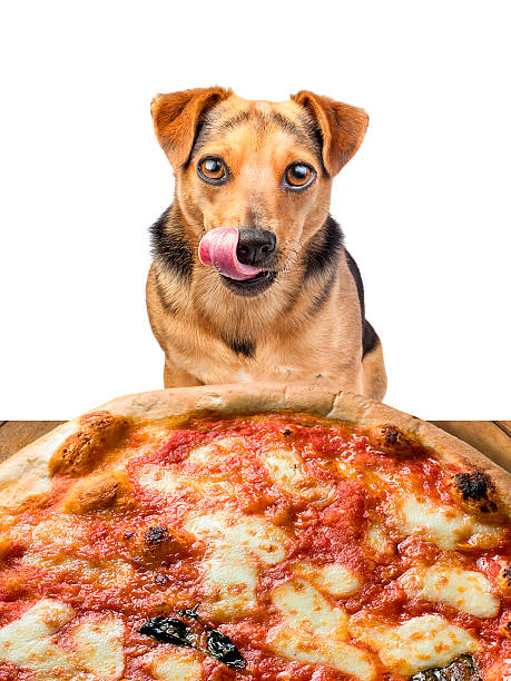 istock dog looking delicious pizza licking chops isolated 614707736