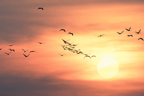 istock Common crane group in the sunset sky on their way 614708164