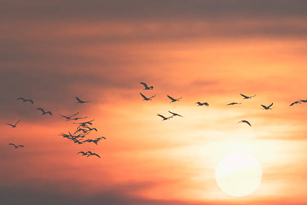 istock Common crane group in the sunset sky on their way 614708412