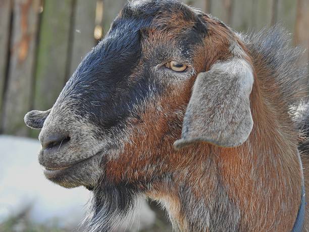 istock Head of a brown goat 614708842
