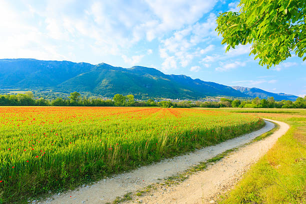 istock Dirt road trough italian countryside 614709446