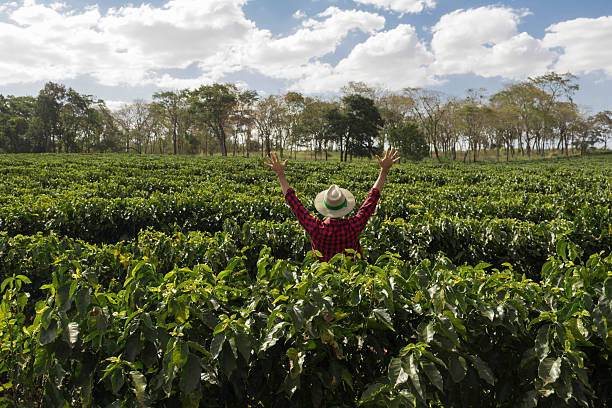 istock Farmer with hat looking the coffee plantation field 614709680