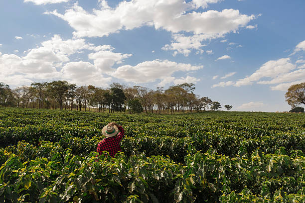 istock Farmer with hat looking the coffee plantation field 614710306