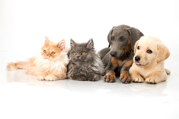 istock beautiful dog and cat on white 614712072