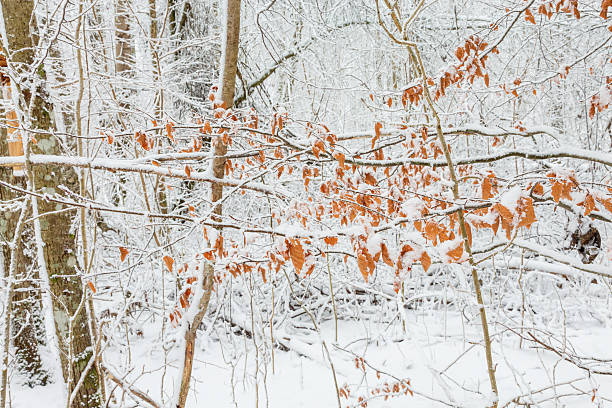 istock Autumn leaves in the forest with snow 614712336