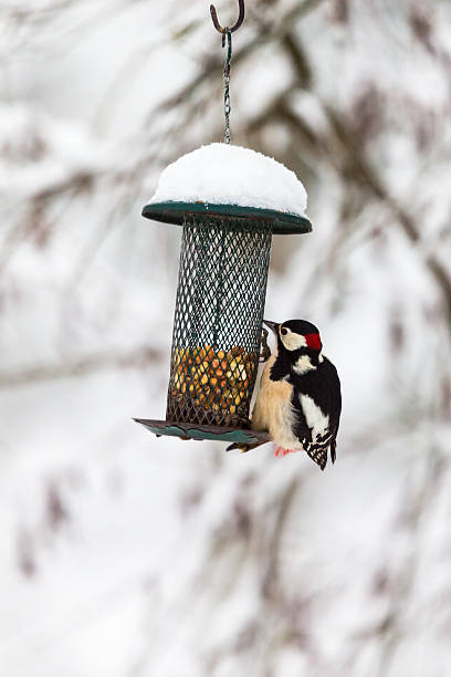 Bird feeders in the winter with a Great Spotted Woodpecker Bird feeders in the winter with a Great Spotted Woodpecker dendrocopos major great spotted woodpecker in the snow stock pictures, royalty-free photos & images
