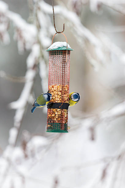 istock Two Blue tits who eat nuts in a bird feeder 614712440