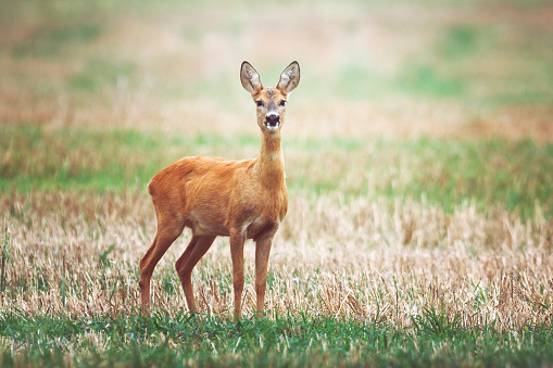 Deer in the meadow is looking at you